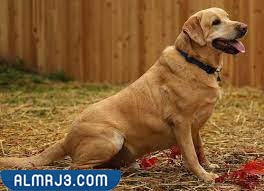 لابرادور ريتريفر