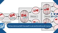 لكي لايحدث خلل في الانقسام المنصف فإن عدد الكروموسومات الناتجة في كل خلية جنسية عادة ؟