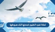 لماذا تفرد الطيور اجنحتها اثناء هبوطها