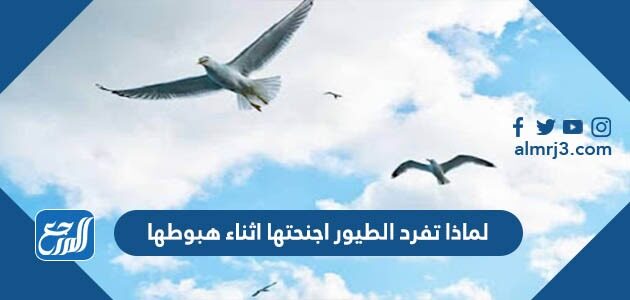 لماذا تفرد الطيور اجنحتها اثناء هبوطها