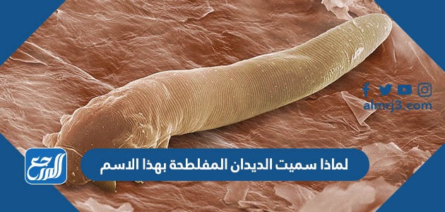 لماذا سميت الديدان المفلطحة بهذا الاسم