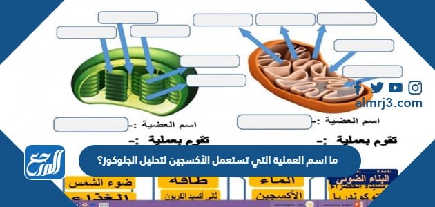 وظيفة احلامك بالانجليزي