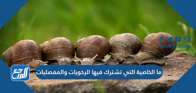 ما الخاصية التي تشترك فيها الرخويات والمفصليات