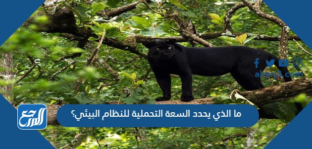 ما الذي يحدد السعة التحملية للنظام البيئي؟