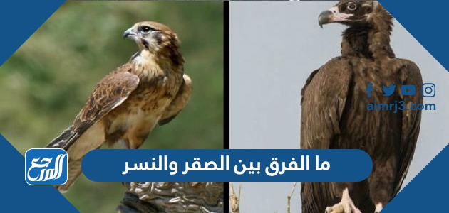 ما الفرق بين الصقر والنسر