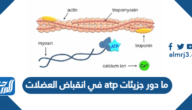 ما دور جزيئات atp في انقباض العضلات