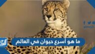ما هو أسرع الحيوانات في العالم