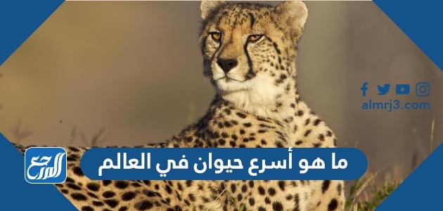 ما هو أسرع الحيوانات في العالم