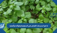 ما هو اسم نبات القراص في السعودية وفوائده وأضراره
