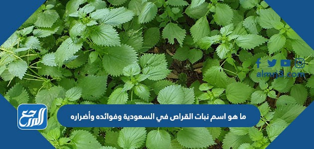 ما هو اسم نبات القراص في السعودية وفوائده وأضراره