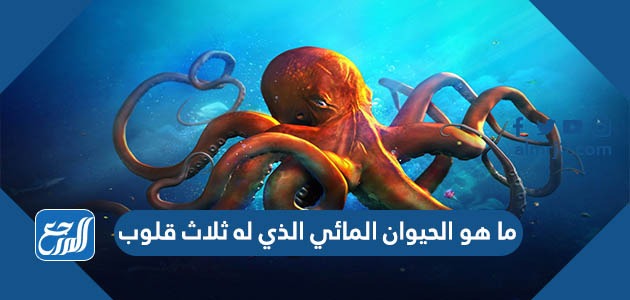 ما هو الحيوان المائي الذي له ثلاث قلوب