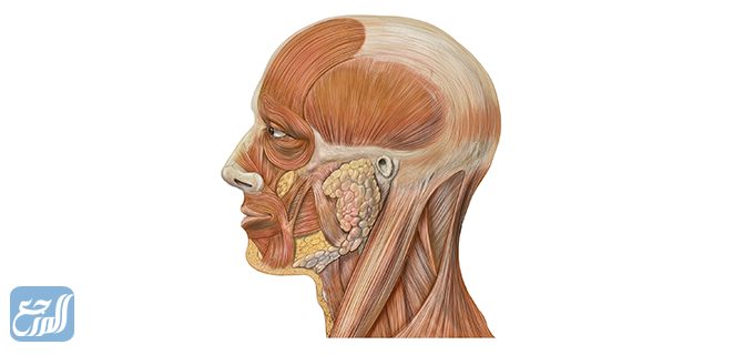 ما هو صداع tmj