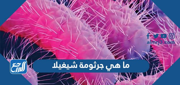 ما هي جرثومة شيغيلا