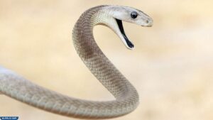 مامبا السوداء