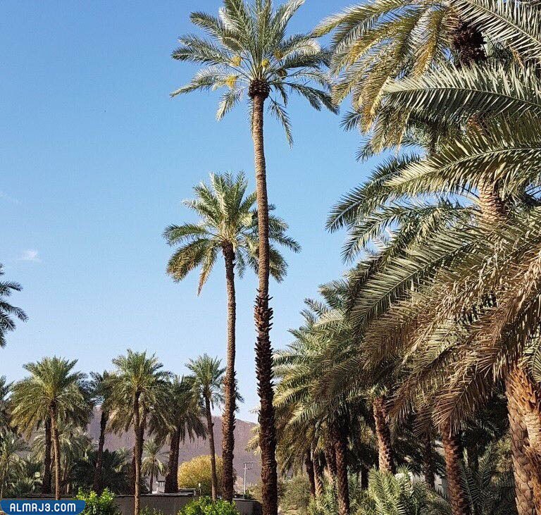 مزارح الحريق في منطقة الرياض