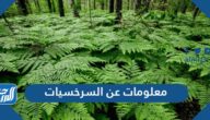 معلومات عن السرخسيات