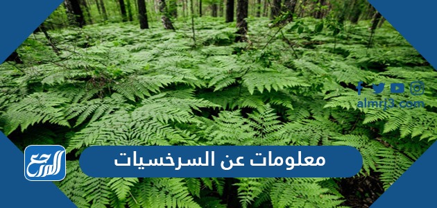معلومات عن السرخسيات