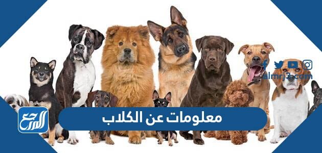 معلومات عن الكلاب