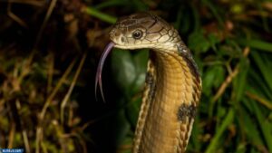 ملك الكوبرا