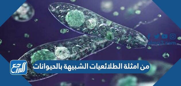 من امثلة الطلائعيات الشبيهة بالحيوانات