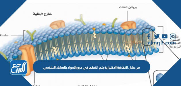 من خلال النفاذية الاختيارية يتم التحكم في مرورالمواد بالغشاء البلازمي.