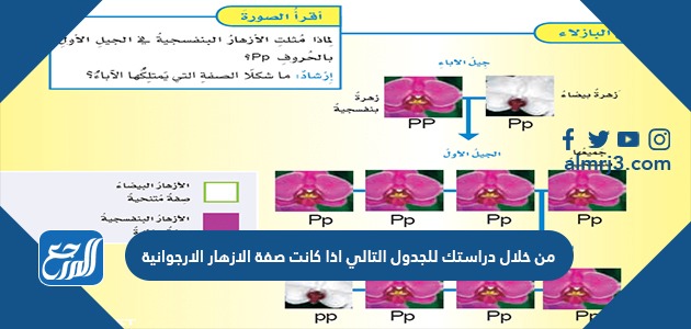 من خلال دراستك للجدول التالي اذا كانت صفة الازهار الارجوانية