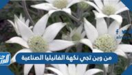 من وين تجي نكهة الفانيليا الصناعية