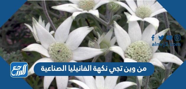 من وين تجي نكهة الفانيليا الصناعية