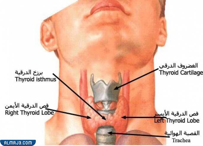 موقع الغدة الدرقية
