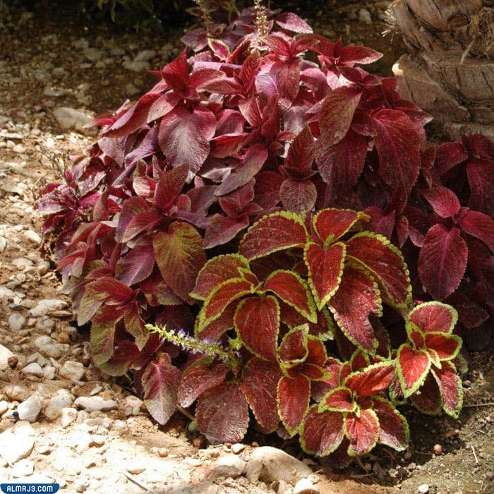 ما هو اسم نبات القراص في السعودية وفوائده وأضراره