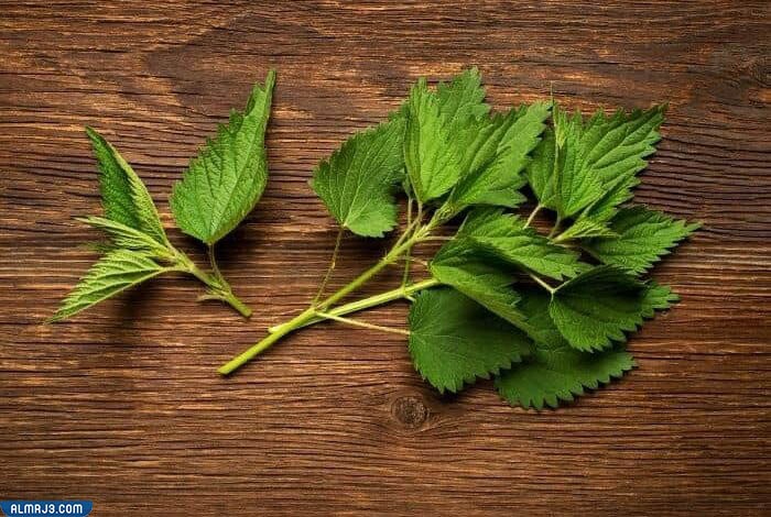 ما هو اسم نبات القراص في السعودية وفوائده وأضراره