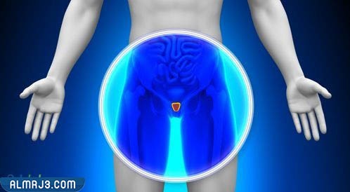 نبذة عن البروستاتا واحتقان البروستاتا