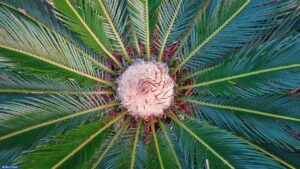 نخيل الساجور