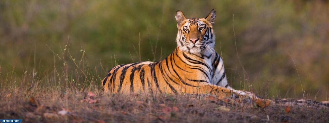 معلومات عامة عن النمر