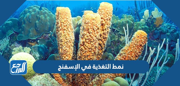 نمط التغذية في الإسفنج