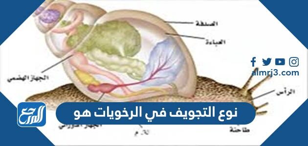 نوع التجويف في الرخويات هو