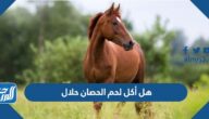 هل أكل لحم الحصان حلال