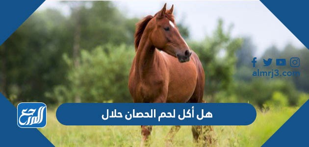 هل أكل لحم الحصان حلال