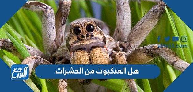 هل العنكبوت من الحشرات