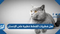 هل فطريات القطط خطيرة على الإنسان