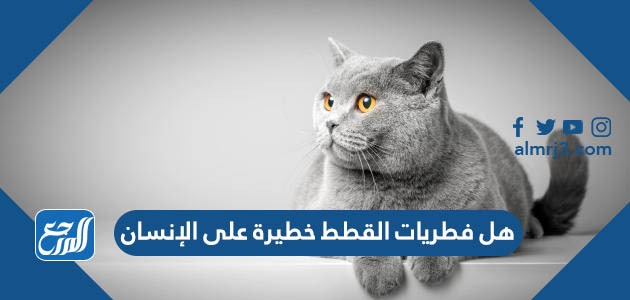 هل فطريات القطط خطيرة على الإنسان