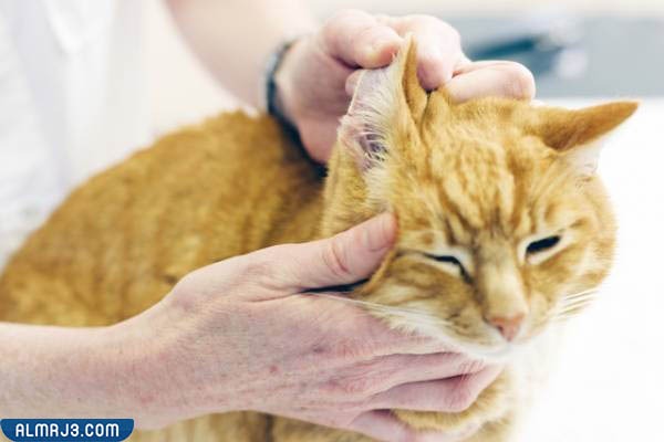 هل فطريات القطط خطيرة على الإنسان