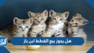 هل يجوز بيع القطط ابن باز