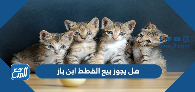 هل يجوز بيع القطط ابن باز