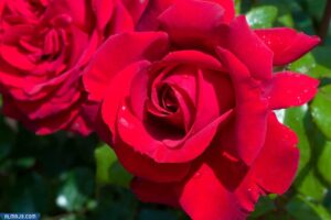 ورد الفناء الأحمر