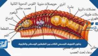 يتكون التجويف الجسمي الكاذب بين الطبقتين الوسطى والخارجية.