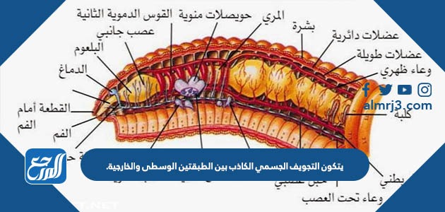 يتكون التجويف الجسمي الكاذب بين الطبقتين الوسطى والخارجية.
