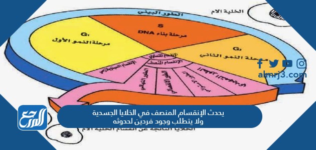 يحدث الإنقسام المنصف في الخلايا الجسدية ولا يتطلب وجود فردين لحدوثه