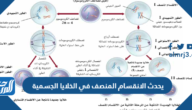 يحدث الانقسام المنصف في الخلايا الجسمية