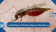 يسبب الملاريا للإنسان وينتقل بواسطة أنثى بعوضة الإنفلس؟